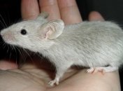 Из бесформенной клеточной массы создали живых мышей