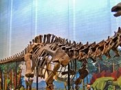 Ученые выяснили, что бронтозавры были отдельным видом динозавров