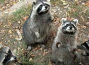 Еноты-романтики захватили кран