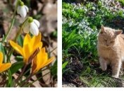 "Весенний няв-няв": появились фото по-настоящему мартовского Крыма 