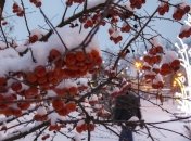 В Украину идет похолодание: синоптики рассказали о погоде 17 декабря