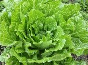 Пекинская капуста: выращивание в открытом грунте