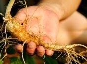 Корень жизни