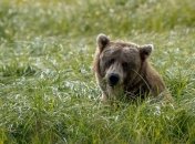 Медведю не понравился шашлык и он напал на мужчину