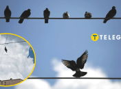 Голуб зачеплений за шию між стовпами вже десяток днів