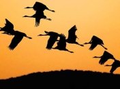 Как птицы во время перелета определяют место стоянки