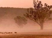 Еще одна страна страдает от ужасной жары