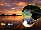 Ця риба-хижак знищує екосистему водойм