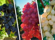 Юпітер, Динька, Златогор — увійшли до списку найсмачнішого винограду