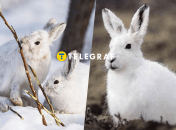 Білий заєць