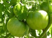 Лечим варикоз с помощью зеленых помидоров 