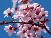 18 травня: народний календар і астровісник на цей день