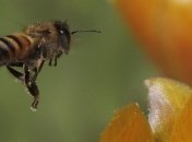 В Полтаве проходит Праздник меда