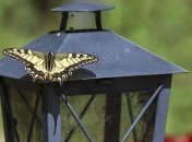 Семен ранопашец: приметы и обряды 10 мая