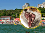 Лиса, даже вроде бы дружелюбная, все же хищник