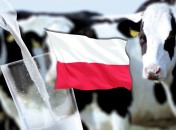 Украинцы довольно скоро могут начать пить молоко польских коровок