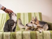 Животные очень ценят любовь хозяина