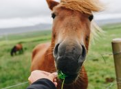 В этот день распрягали лошадей и давали отдохнуть от работы