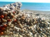 "Такие кусачие": туристы жалуются на нашествие божьих коровок на курорте под Одессой