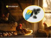 Как ухаживать за курятником