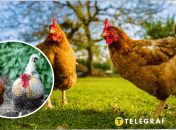 На Волині помітили півня у штанах