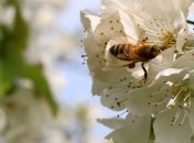 Весной украинцев дважды ждут "длинные выходные"