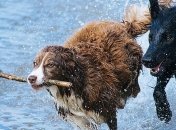 Забавные собаки, показывающие себя исчадием ада
