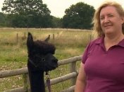 Операция "спасти Джеронимо": десятки тысяч британцев объединились из-за смертного приговора альпаке (видео)