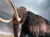 Ученые считают, что через 30-50 лет можно будет возродить мамонтов