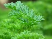 Названы полезные свойства петрушки, о которых вы даже не знали