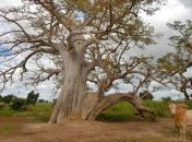 Буркина-Фасо - "родина честных людей"