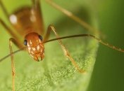 Найден новый механизм питания самых опасных муравьев