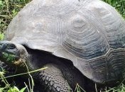 На Галапагосах нашли потомков вымерших видов гигантских черепах