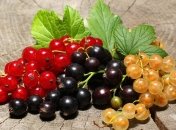 Некоторые растения-конкуренты могут погубить будущий урожай