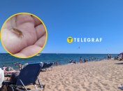 Блохи атакують українців