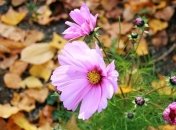 Сегодня в Украине удержится сухая погода