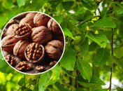 После заморозков орехи поможет спасти одно средство