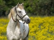 Приметы и обряды на 24 августа - День Евпла, Евпатия Коловрата