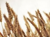 В 2013 году Украина может увеличить урожай пшеницы на 25 %
