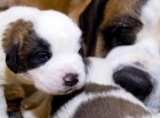 Ограничения на продажу котят и щенков в Японии