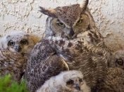 Полигамное семейство впервые обнаружено среди виргинских филинов