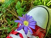 Чистая обувь легко впитывает запахи естественных ароматизаторов