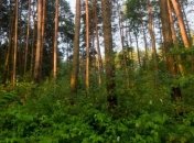 Рада в пять раз подняла штрафы за загрязнение леса