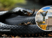 Змею заметили в Киеве