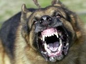 В Египте женщина закрыла собой ребенка, на которого напали два огромных пса