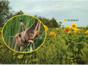 Нашестя сарани