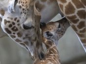 В крымском "Тайгане" родился 1-й за последние десятилетия жираф