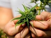 Супруги помогали дочери учиться в вузе, продавая коноплю