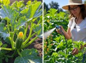 Бороться с белым налетом на кабачках можно народными методами