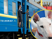 Проводнику не понравилась собака